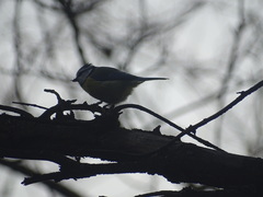Cyanistes caeruleus