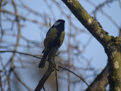 Parus major