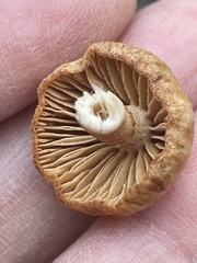 Heliocybe