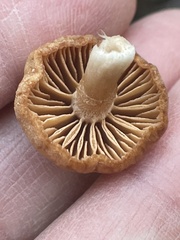 Heliocybe