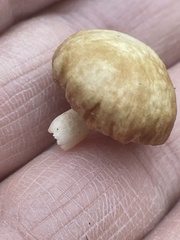 Heliocybe