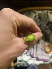 Anoplognathus prasinus