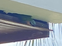 Psittacula alexandri fasciata