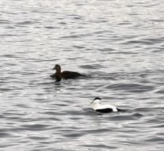 Somateria mollissima