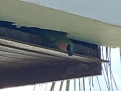 Psittacula alexandri fasciata