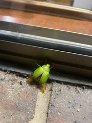 Anoplognathus prasinus