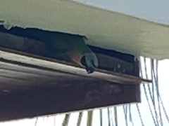 Psittacula alexandri fasciata