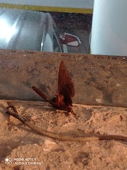 Ascalapha odorata