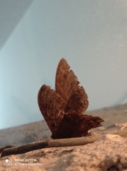 Ascalapha odorata