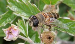 Phytomia