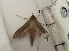 Hippotion balsaminae