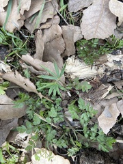 Lathyrus spathulatus