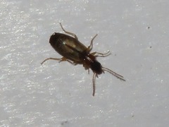 Philorhizus melanocephalus
