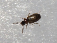 Philorhizus melanocephalus