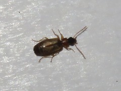 Philorhizus melanocephalus