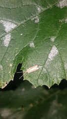 Helcystogramma phryganitis