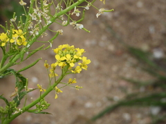 Diplotaxis virgata
