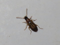 Philorhizus melanocephalus