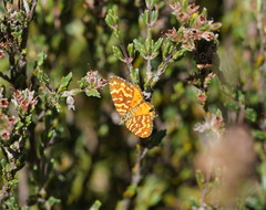 Chrysolarentia chrysocyma