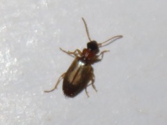 Philorhizus melanocephalus