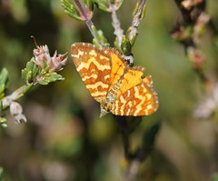Chrysolarentia chrysocyma