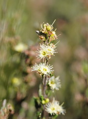 Kunzea muelleri