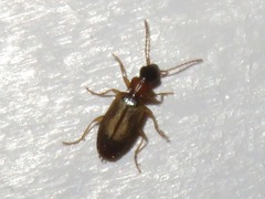 Philorhizus melanocephalus