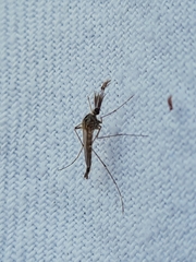 Aedes alboannulatus