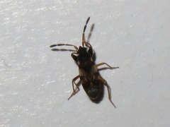 Scolopostethus thomsoni