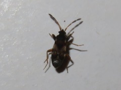 Scolopostethus thomsoni