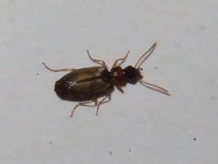Philorhizus melanocephalus