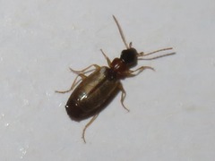 Philorhizus melanocephalus