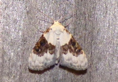 Nola pustulata