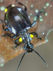 Physodera dejeani