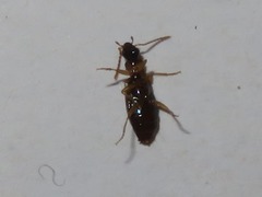 Philorhizus melanocephalus