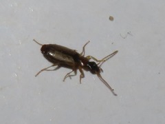 Philorhizus melanocephalus