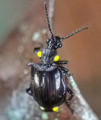 Physodera dejeani