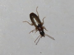 Philorhizus melanocephalus