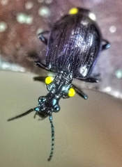 Physodera dejeani