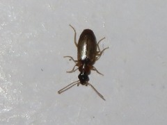 Philorhizus melanocephalus
