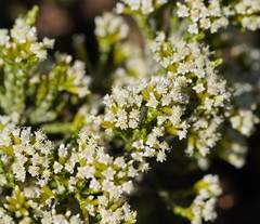 Ozothamnus cupressoides