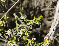Ozothamnus cupressoides