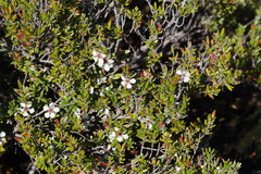 Leptospermum grandifolium