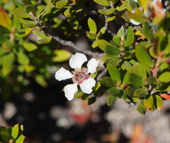 Leptospermum grandifolium