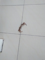 Hemidactylus platyurus