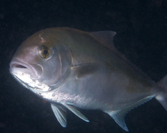 Seriola hippos