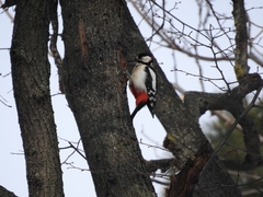 Dendrocopos major