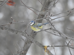 Cyanistes caeruleus