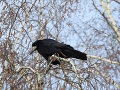 Corvus frugilegus