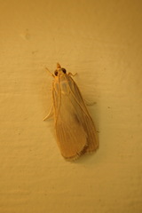 Hypsopygia albidalis